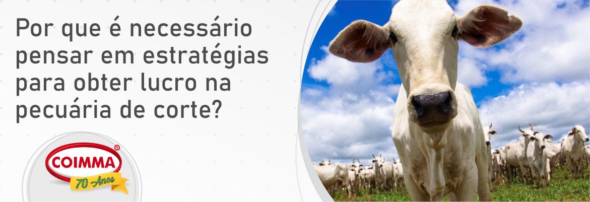 Como investir em gado: dicas e estratégias para o mercado de capitais