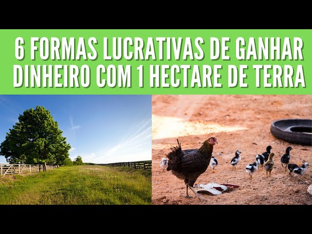 Como Lucrar com 1 Hectare de Terra: Dicas e Estratégias para Ganhar Dinheiro